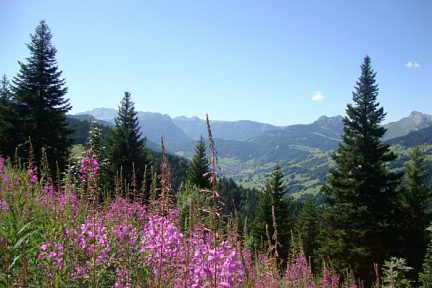Epilobes et Grand Bornand