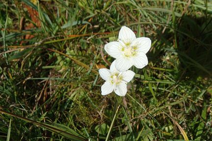 Fleurs sur Aubrac