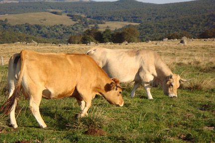 Vaches de race Aubrac, sur l'Aubrac