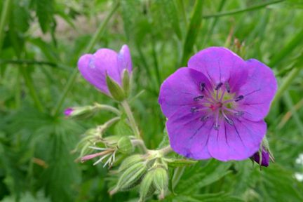 Flore dans le Massif du Mont Dore, au bord du Lac du Guéry