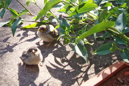Petits oiseaux rencontrés lors de notre randonnée