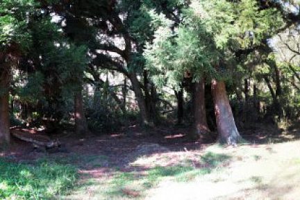 Sentier dans la forêt de Bélouve