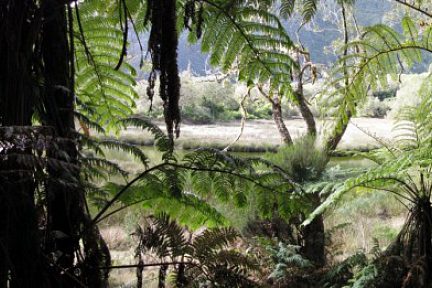 La Grande Mare dans la forêt de Bélouve