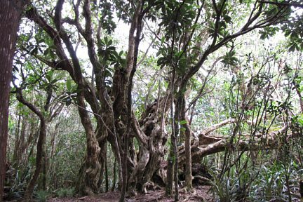 Végétation dans la forêt de Bélouve