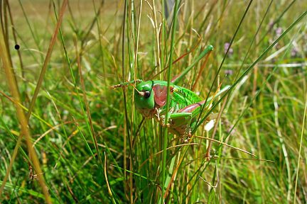 Très vert, on le confondrait presque avec l'herbe !