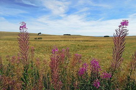 Terre d'Aubrac (côté Lozère)