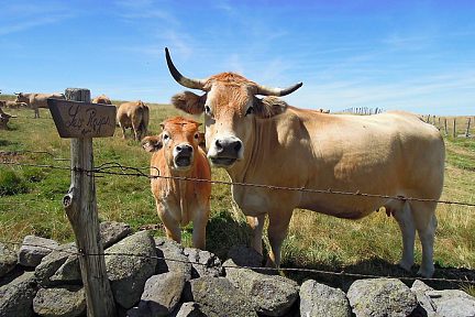 Vaches Aubrac et le troupeau derrière