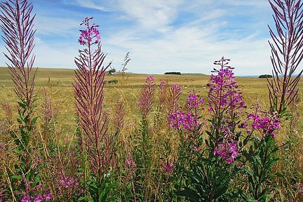 Le plateau d'Aubrac