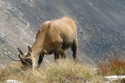 Chamois au Pas de l'Arpette