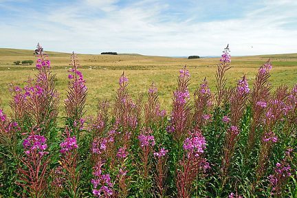 Vue sur le plateau de l'Aubrac du côté Lozérien