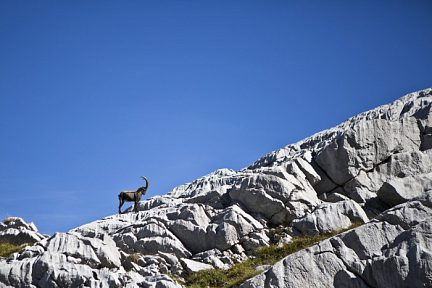 Refuge Gramusset - Col Vert : Une très belle rencontre