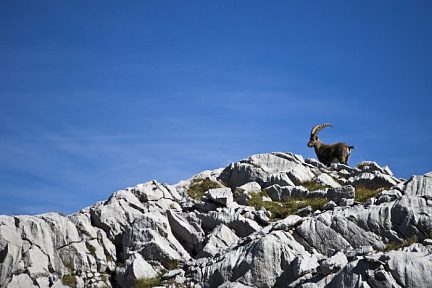 Refuge Gramusset - Col Vert : encore un bouquetin