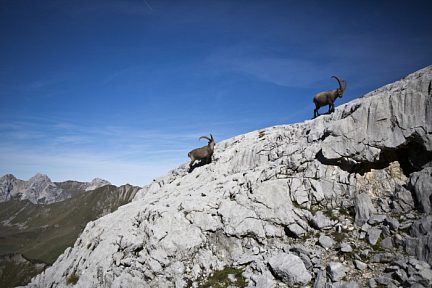 Refuge Gramusset - Col Vert : deux bouquetins sur les rochers