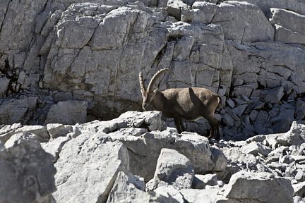 Refuge Gramusset - Col Vert : un bouquetin me regarde