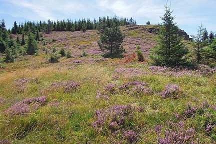 Flore sur l'Aubrac, en randonnée pédestre