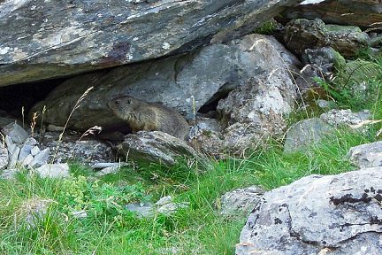 Bébé marmotte dans les Pyrénées