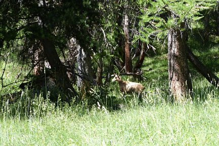 Chamois près du lac d'Allos