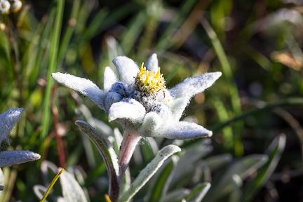 Edelweiss dans les Hautes-Alpes