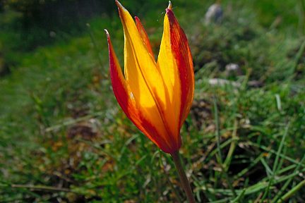 Fleur aux couleurs de feu, sur l'Aubrac, Lozère