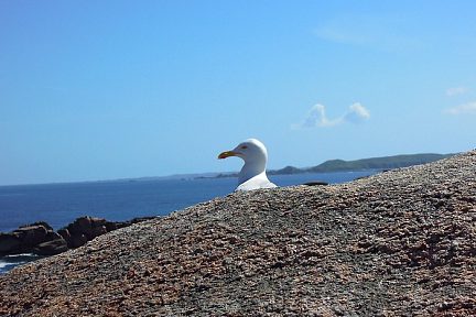 Mouette en Bretagne