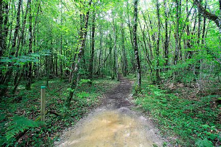 La balade continue dans la forêt