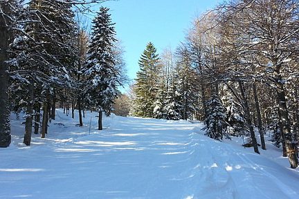 Ski au milieu des sapins à Barèges