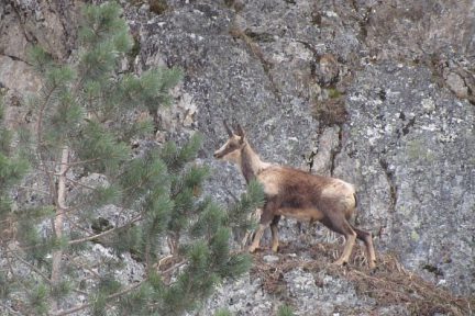 Isard dans les Pyrénées