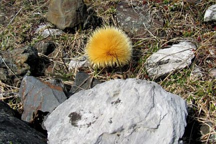 Cardabelle dans les Pyrénées