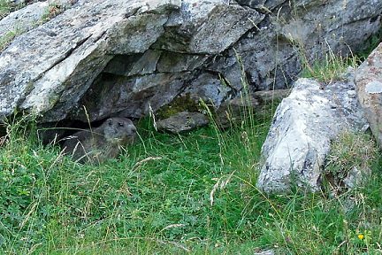Marmotte cachée sous un rocher, Pyrénées