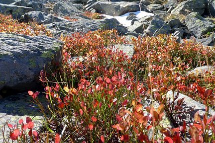 Feuillage coloré, dommage ce n'est pas la saison des myrtilles