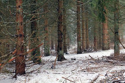 Forêt dans le Cantal