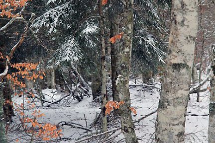 Neige, arbres et feuilles