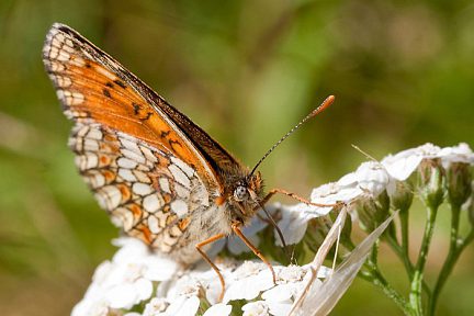 Papillon dans les Pyrénées
