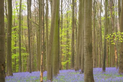 Bois de Hal