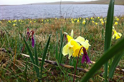 Jonquilles et dents de chiens, Aubrac, lac de Saint Andéol