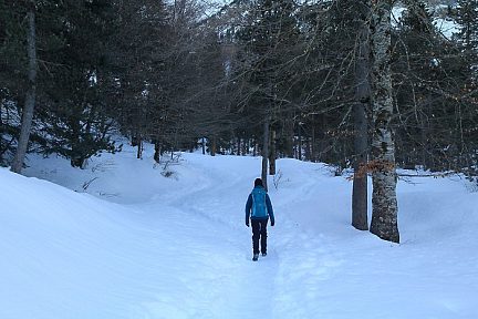 Nous entrons dans la forêt