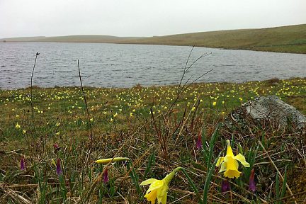 Jonquilles devant le Lac de Saint Andéol, Lozère, sur l'Aubrac