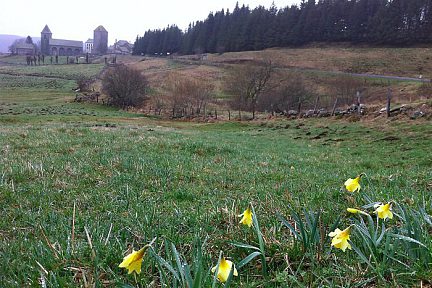 Jonquilles devant le village d'Aubrac, Aveyron