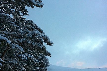Neige et sapins sur l'Aubrac