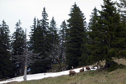 Harde de chamois