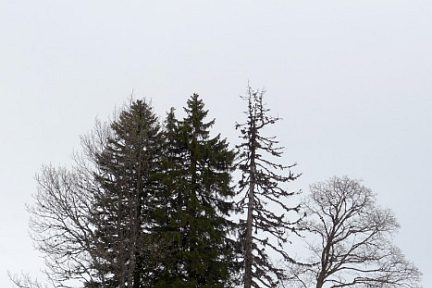 Monticule d'arbres