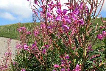 Flore sur l'Aubrac, Lozère