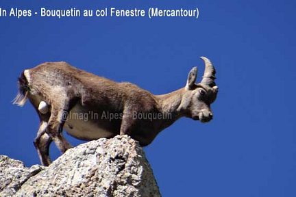 Bouquetin au col de Fenestre, Mercantour