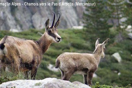 Chamois près du Pas d'Arpette, Mercantour