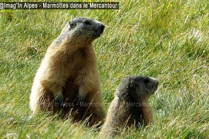 Marmottes dans la vallée des Merveilles, Mercantour