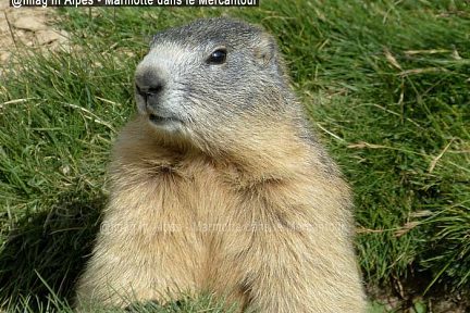 Marmotte dans la vallée des Merveilles, Mercantour