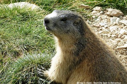 Marmotte dans le Mercantour