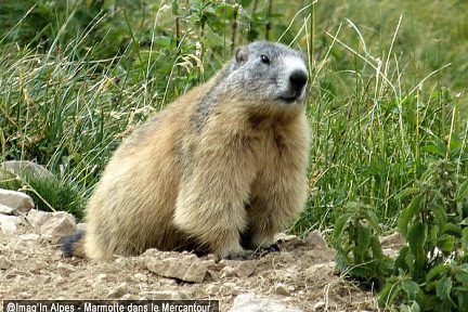 Marmotte dans le Mercantour