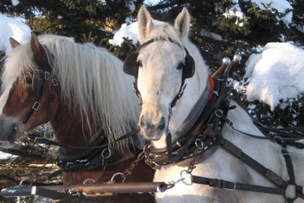 Randonnée équestre en traineau dans la neige