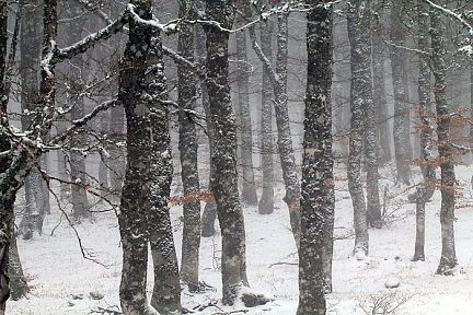 Forêt enneigée en Aubrac